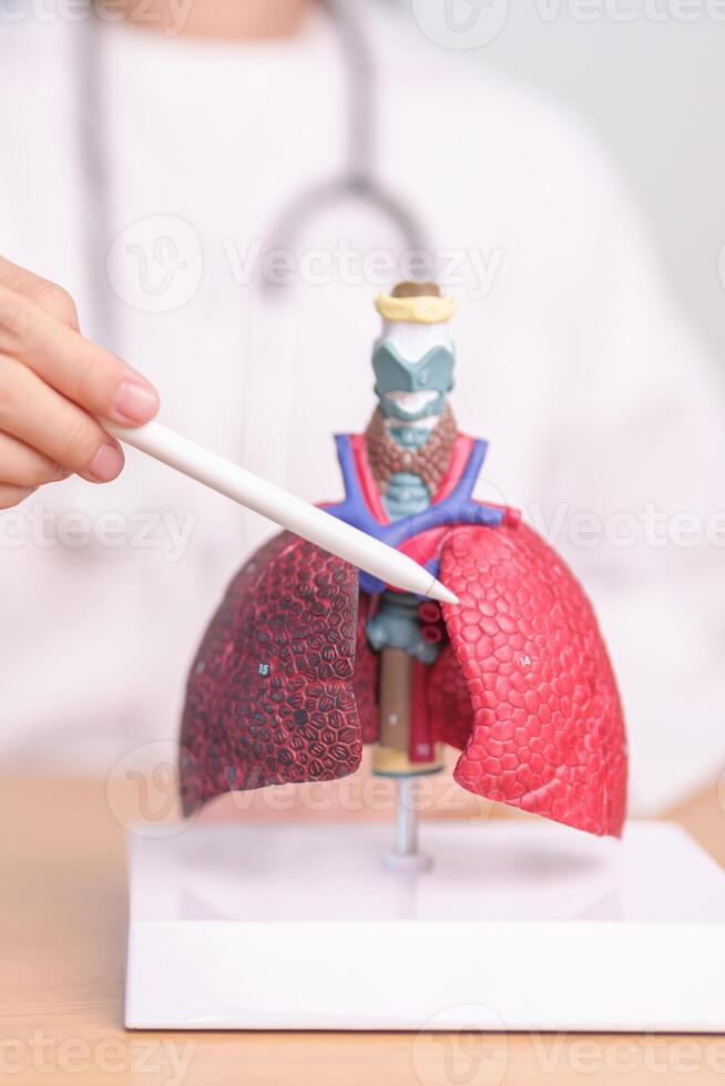 Doctor with Smoker and normal Lung anatomy for Disease. Lung Cancer, Asthma, Chronic Obstructive Pulmonary or COPD, Bronchitis, Emphysema, Cystic Fibrosis, Bronchiectasis, Pneumonia and world Lung day photo