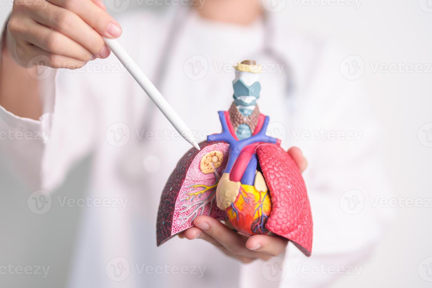 Doctor point Smoker Lung anatomy for Disease. Lung Cancer, Asthma, Chronic Obstructive Pulmonary or COPD, Bronchitis, Emphysema, Cystic Fibrosis, Bronchiectasis, Pneumonia and September world Lung day photo