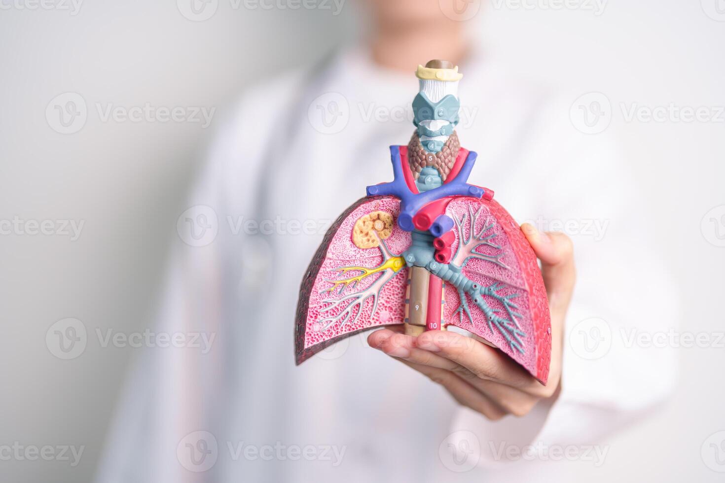 Doctor with Smoker and normal Lung anatomy for Disease. Lung Cancer, Asthma, Chronic Obstructive Pulmonary or COPD, Bronchitis, Emphysema, Cystic Fibrosis, Bronchiectasis, Pneumonia and world Lung day photo