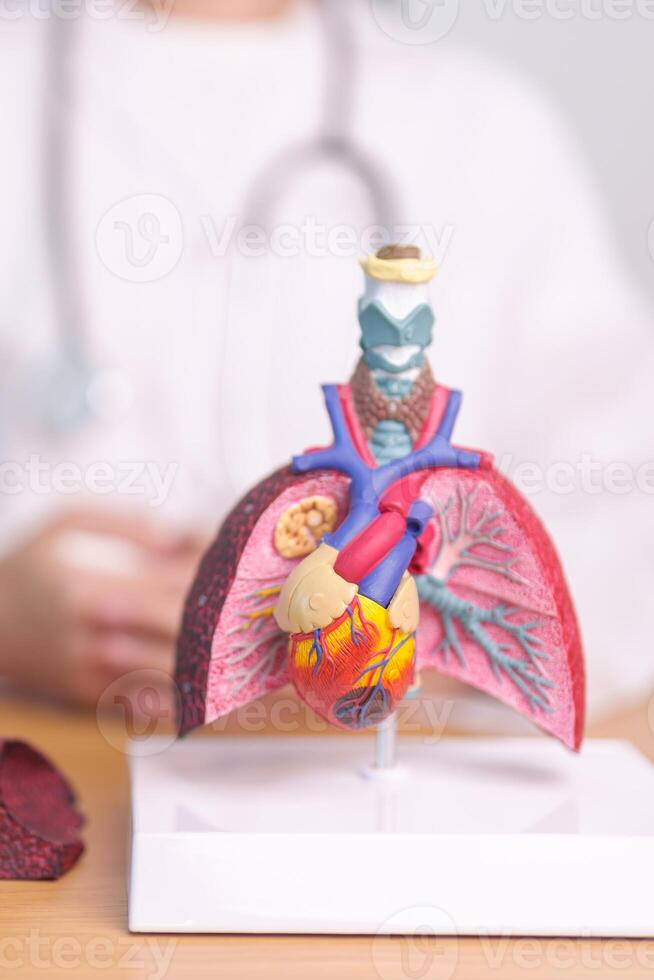 Doctor with heart Cardiovascular and Respiratory anatomy for Disease. Lung Cancer, Asthma, Chronic Obstructive Pulmonary or COPD, Bronchitis, Emphysema, Cystic Fibrosis, Bronchiectasis, Pneumonia photo