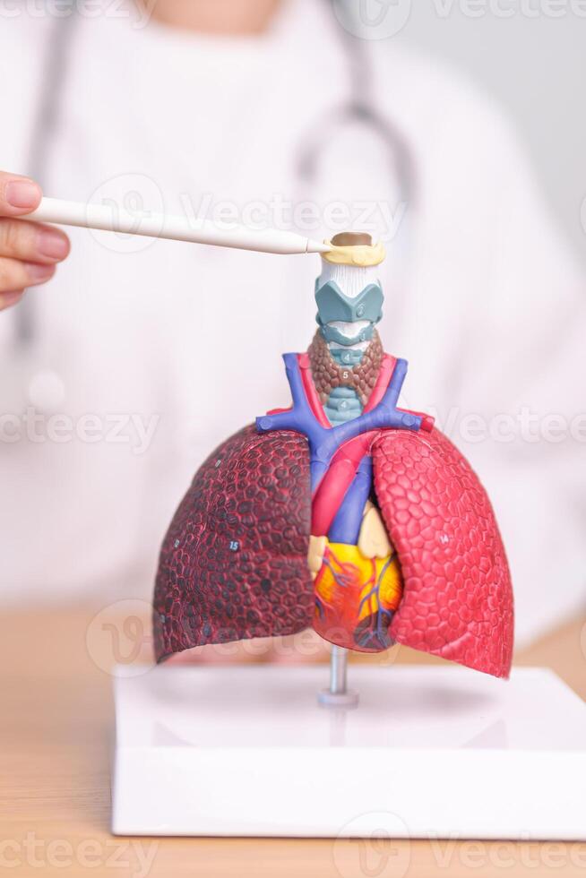 Doctor pointing Hyoid Bond of Respiratory system anatomy for Diseases. Lung Cancer, Asthma, Chronic Obstructive Pulmonary or COPD, Bronchitis, Emphysema, Cystic Fibrosis, Bronchiectasis and Pneumonia photo