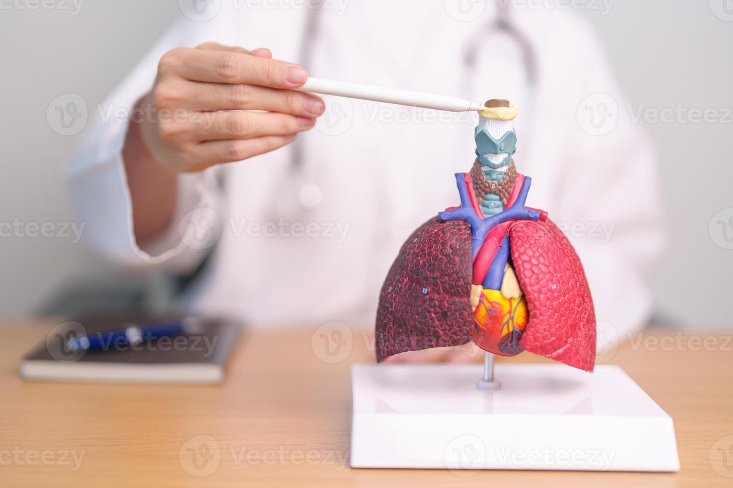 Doctor pointing Hyoid Bond of Respiratory system anatomy for Diseases. Lung Cancer, Asthma, Chronic Obstructive Pulmonary or COPD, Bronchitis, Emphysema, Cystic Fibrosis, Bronchiectasis and Pneumonia photo
