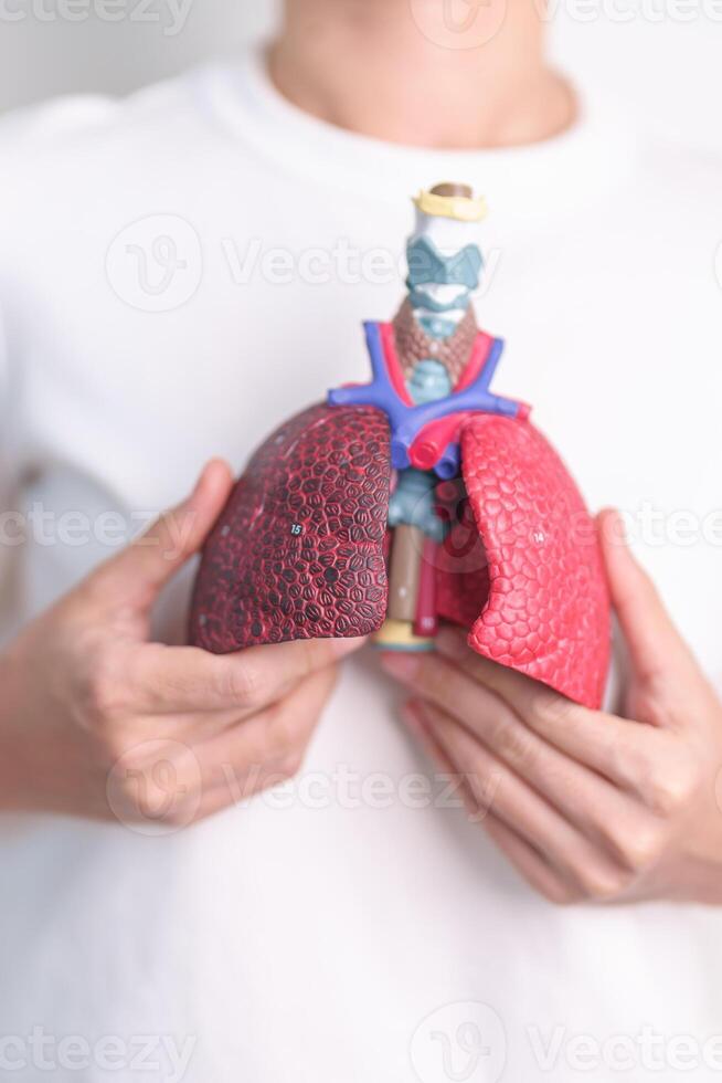 woman hold Smoker anatomy for Disease. Lung Cancer, Asthma, Chronic Obstructive Pulmonary or COPD, Bronchitis, Emphysema, Cystic Fibrosis, Bronchiectasis, Pneumonia and world Lung day concept photo