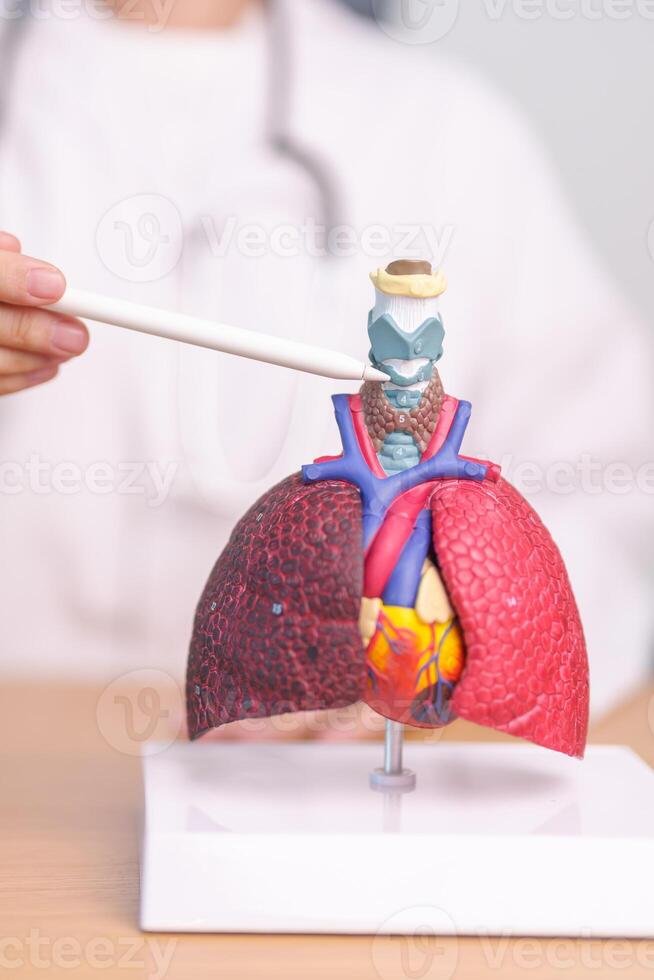 Doctor point Thyroid and Cricoid of Respiratory system anatomy for Diseases. Lung Cancer, Asthma, Chronic Obstructive Pulmonary, Bronchitis, Emphysema, Cystic Fibrosis, Bronchiectasis and Pneumonia photo