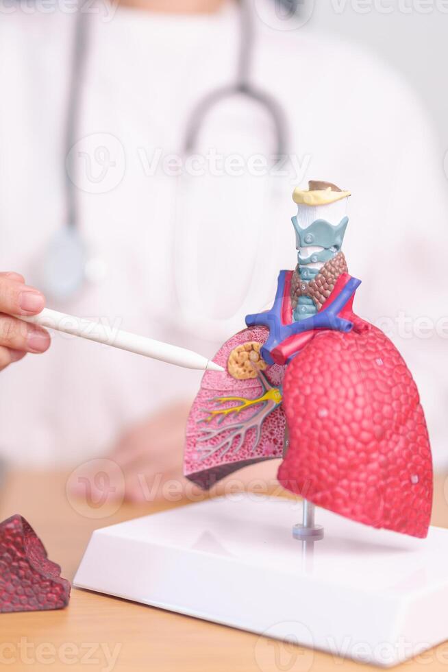 Doctor with Smoker and normal Lung anatomy for Disease. Lung Cancer, Asthma, Chronic Obstructive Pulmonary or COPD, Bronchitis, Emphysema, Cystic Fibrosis, Bronchiectasis, Pneumonia and world Lung day photo