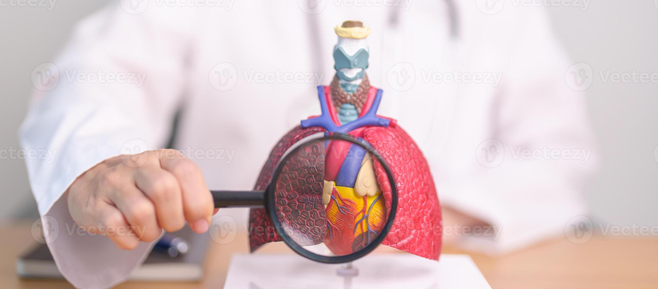 Doctor with Cardiovascular and Respiratory anatomy with magnifying glass. Lung Cancer, Asthma, Chronic Obstructive Pulmonary or COPD, Bronchitis, Emphysema, Cystic Fibrosis, Bronchiectasis, Pneumonia photo