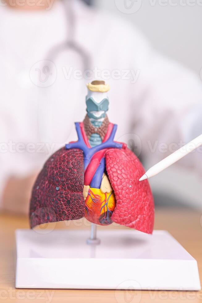 Doctor point Lung anatomy for Disease. Lung Cancer, Asthma, Chronic Obstructive Pulmonary or COPD, Bronchitis, Emphysema, Cystic Fibrosis, Bronchiectasis, Pneumonia and September world Lung day photo