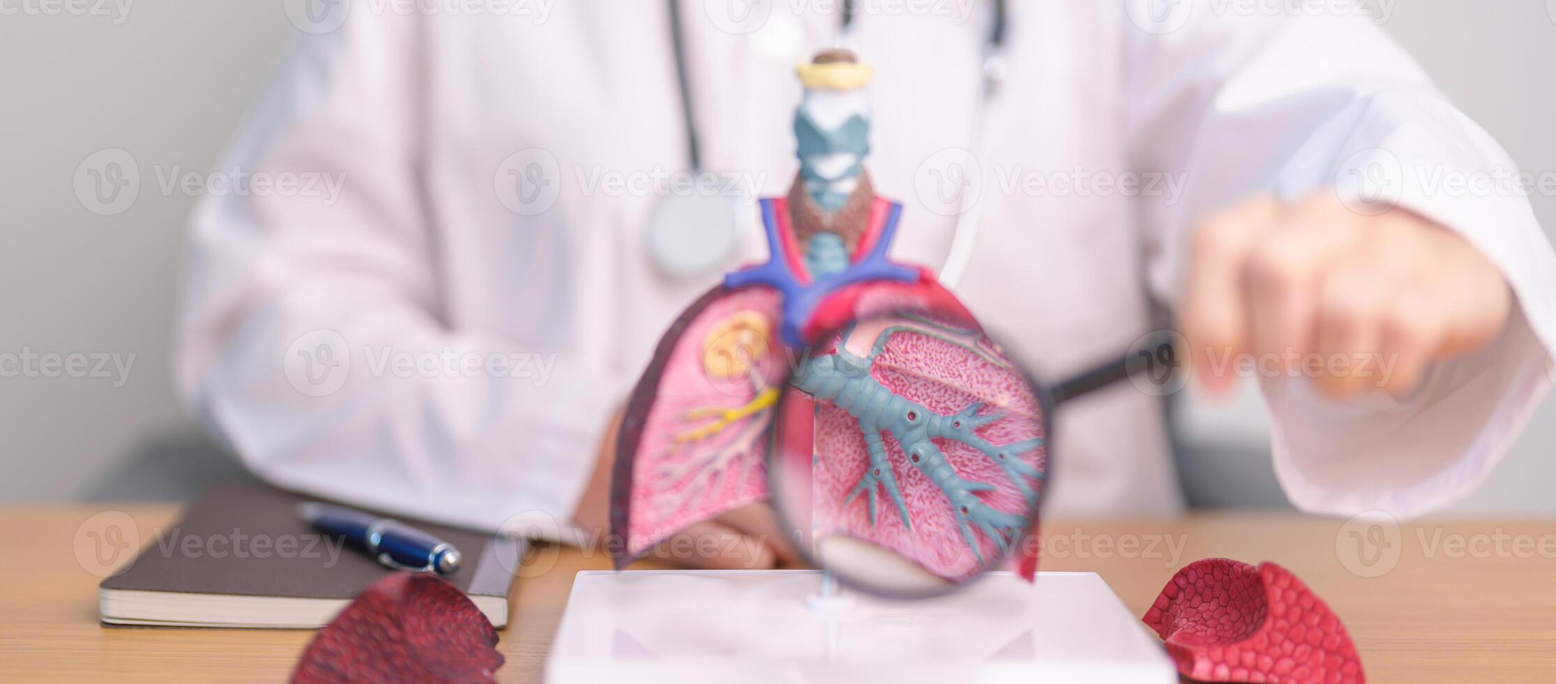 Doctor with Lung anatomy with magnifying glass. Lung Cancer, Asthma, Chronic Obstructive Pulmonary or COPD, Bronchitis, Emphysema, Cystic Fibrosis, Bronchiectasis, Pneumonia and world Lung day photo