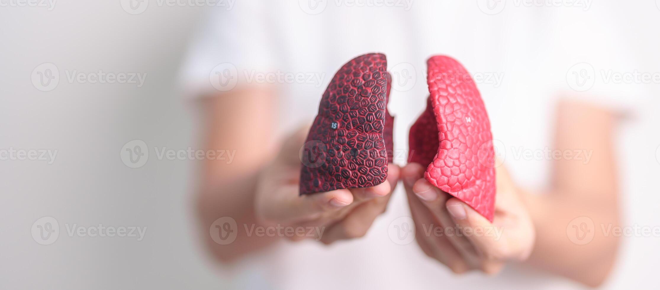 woman hold Smoker anatomy for Disease. Lung Cancer, Asthma, Chronic Obstructive Pulmonary or COPD, Bronchitis, Emphysema, Cystic Fibrosis, Bronchiectasis, Pneumonia and world Lung day concept photo