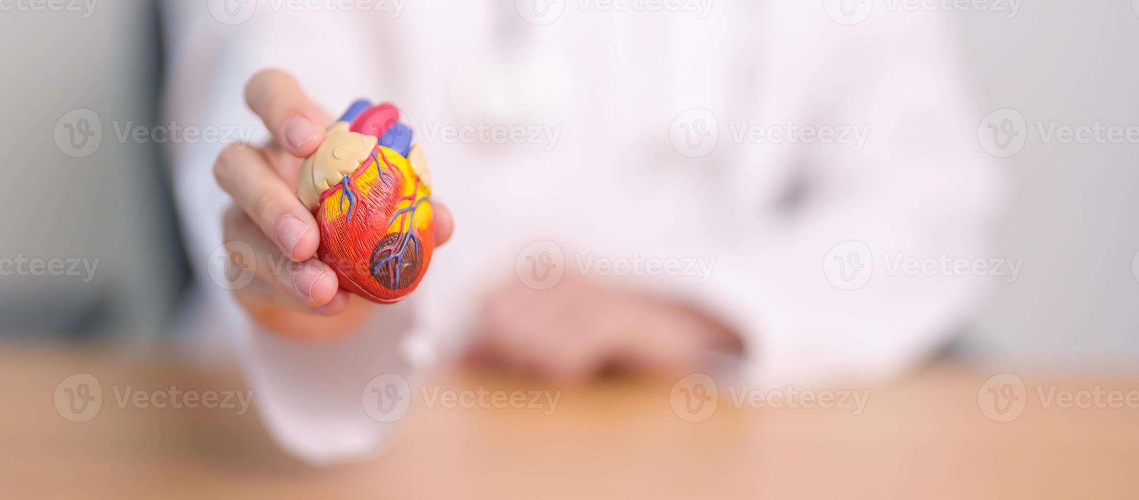 Doctor hold human Heart anatomy model. Cardiovascular Diseases, Atherosclerosis, Hypertensive Heart, Valvular Heart, Aortopulmonary window, world Heart day and health concept photo