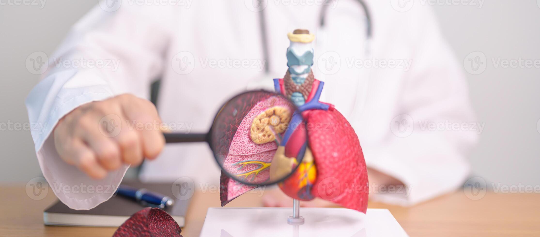 Doctor with Smoker Lung anatomy with magnifying glass. Lung Cancer, Asthma, Chronic Obstructive Pulmonary or COPD, Bronchitis, Emphysema, Cystic Fibrosis, Bronchiectasis, Pneumonia and world Lung day photo