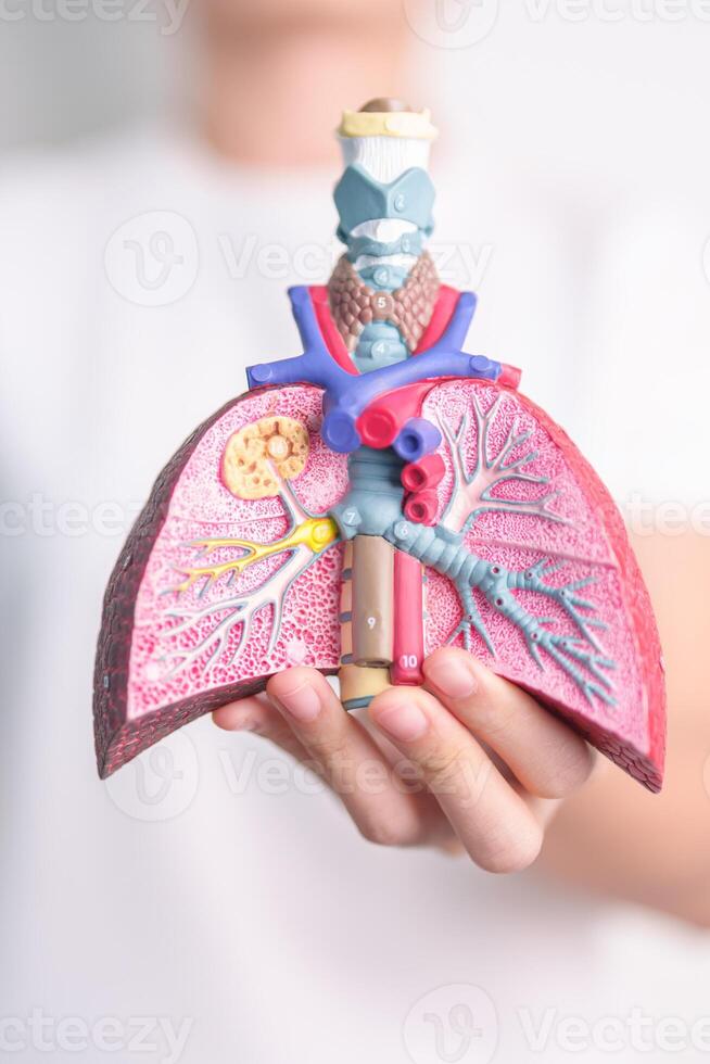 woman hold Smoker anatomy for Disease. Lung Cancer, Asthma, Chronic Obstructive Pulmonary or COPD, Bronchitis, Emphysema, Cystic Fibrosis, Bronchiectasis, Pneumonia and world Lung day concept photo