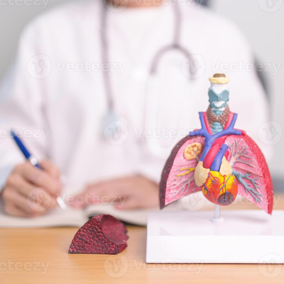 Doctor with heart Cardiovascular and Respiratory anatomy for Disease. Lung Cancer, Asthma, Chronic Obstructive Pulmonary or COPD, Bronchitis, Emphysema, Cystic Fibrosis, Bronchiectasis, Pneumonia photo