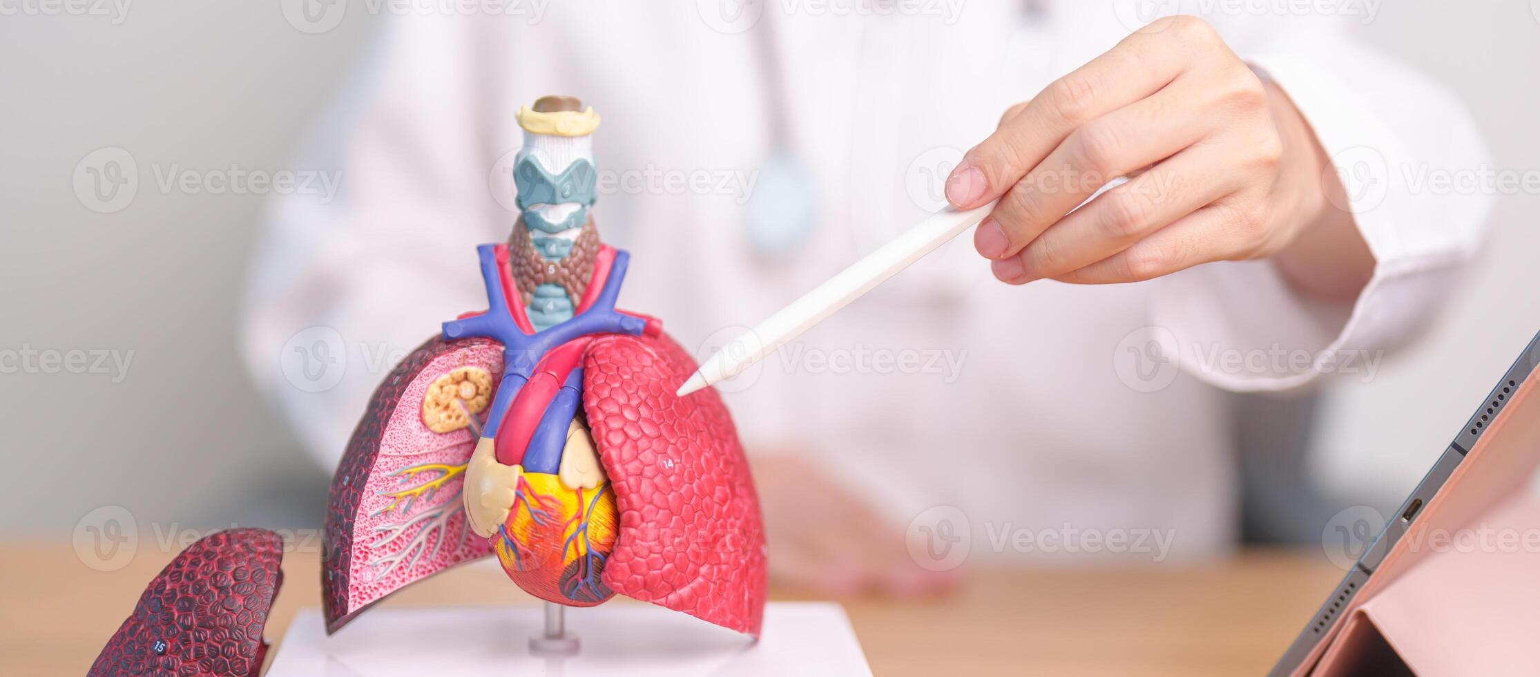 Doctor point Lung anatomy for Disease. Lung Cancer, Asthma, Chronic Obstructive Pulmonary or COPD, Bronchitis, Emphysema, Cystic Fibrosis, Bronchiectasis, Pneumonia and September world Lung day photo