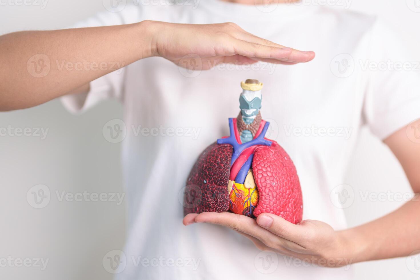 Hand cover Respiratory and Cardiovascular system anatomy. Lung Cancer, Asthma, Chronic Obstructive Pulmonary or COPD, Bronchitis, Emphysema, Cystic Fibrosis, Bronchiectasis, Pneumonia.Health Insurance photo