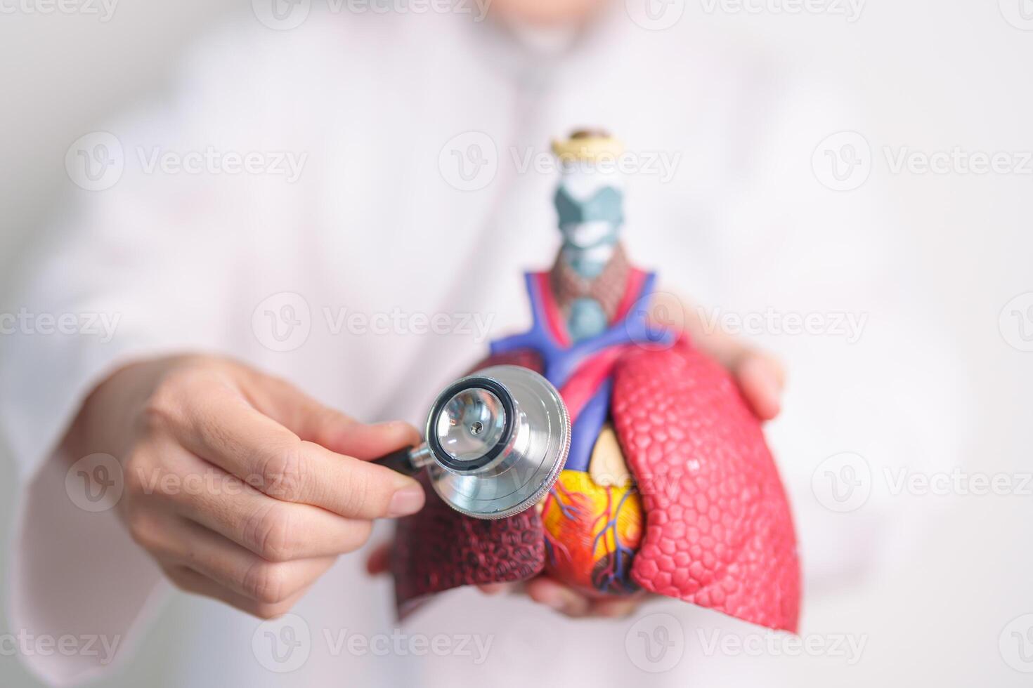 Hand hold Respiratory and Cardiovascular anatomy with stethoscope. Lung Cancer, Asthma, Chronic Obstructive Pulmonary or COPD, Bronchitis, Emphysema, Cystic Fibrosis, Bronchiectasis, Pneumonia. photo