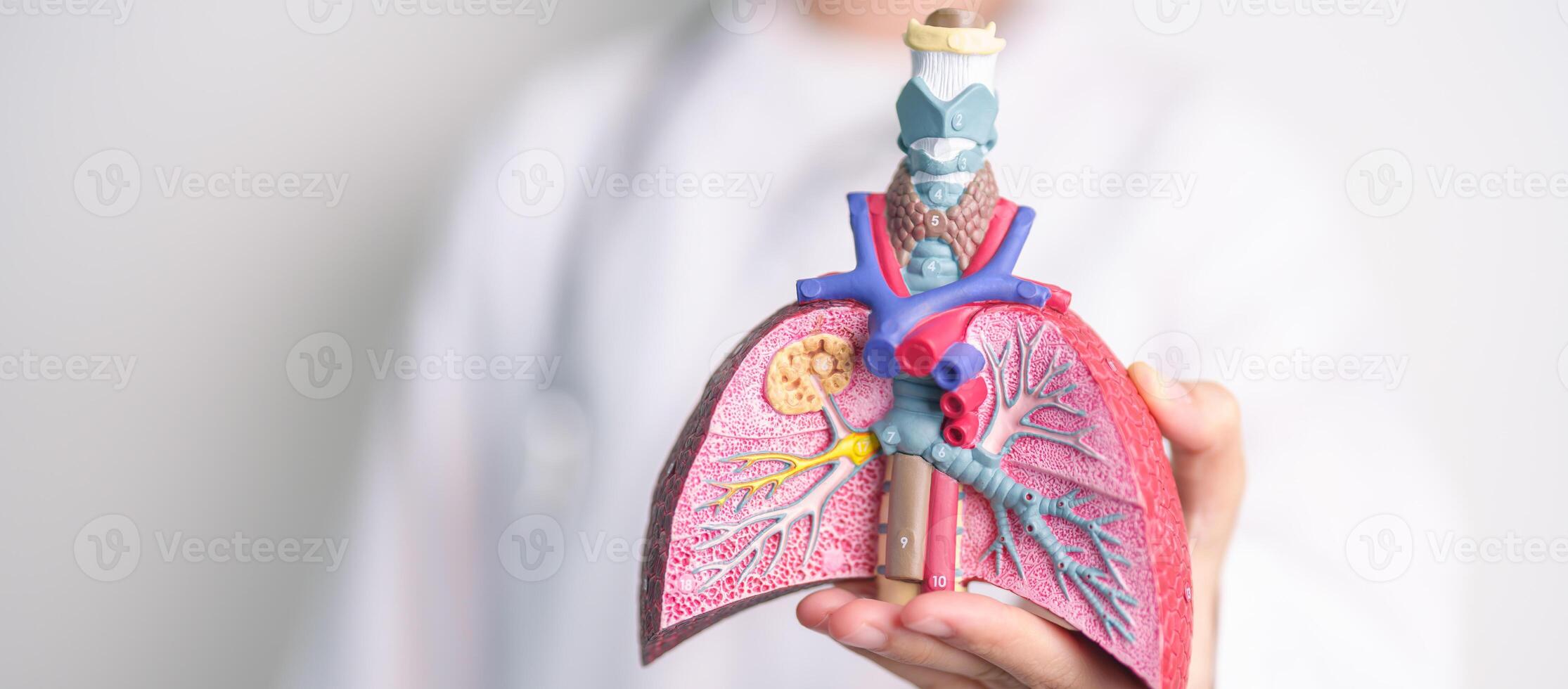 médico con fumador y normal pulmón anatomía para enfermedad. pulmón cáncer, asma, crónico obstructivo pulmonar o copd, bronquitis, enfisema, cístico fibrosis, bronquiectasias, neumonía y mundo pulmón día foto