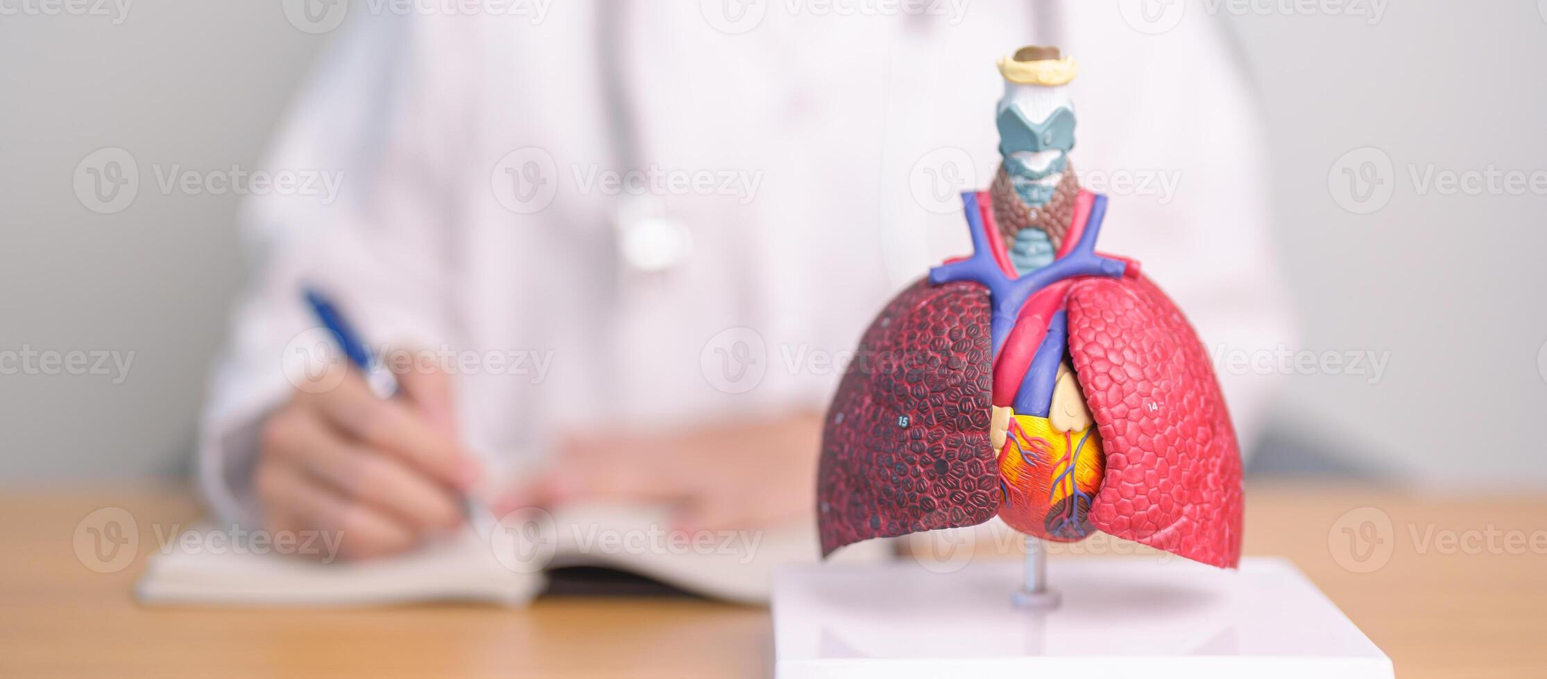 Doctor with Respiratory system anatomy for Diseases. Lung Cancer, Asthma, Chronic Obstructive Pulmonary or COPD, Bronchitis, Emphysema, Cystic Fibrosis, Bronchiectasis, Pneumonia and Pleural Effusion photo