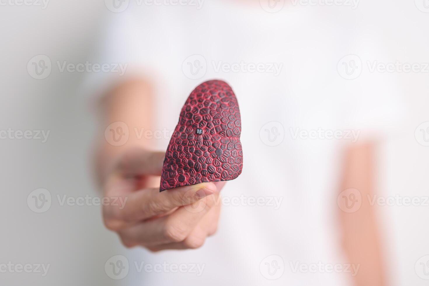 woman hold Smoker anatomy for Disease. Lung Cancer, Asthma, Chronic Obstructive Pulmonary or COPD, Bronchitis, Emphysema, Cystic Fibrosis, Bronchiectasis, Pneumonia and world Lung day concept photo