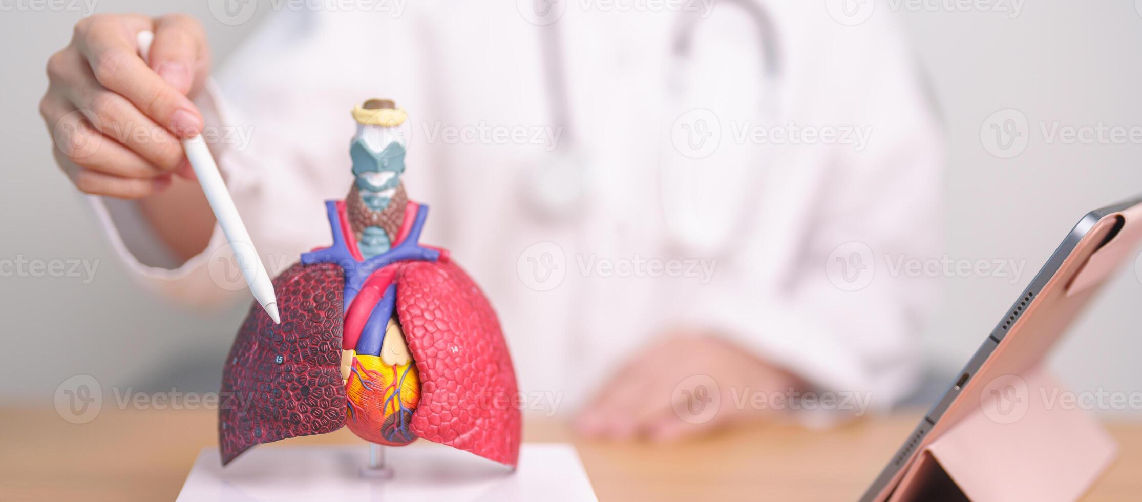Doctor point Smoker Lung anatomy for Disease. Lung Cancer, Asthma, Chronic Obstructive Pulmonary or COPD, Bronchitis, Emphysema, Cystic Fibrosis, Bronchiectasis, Pneumonia and September world Lung day photo