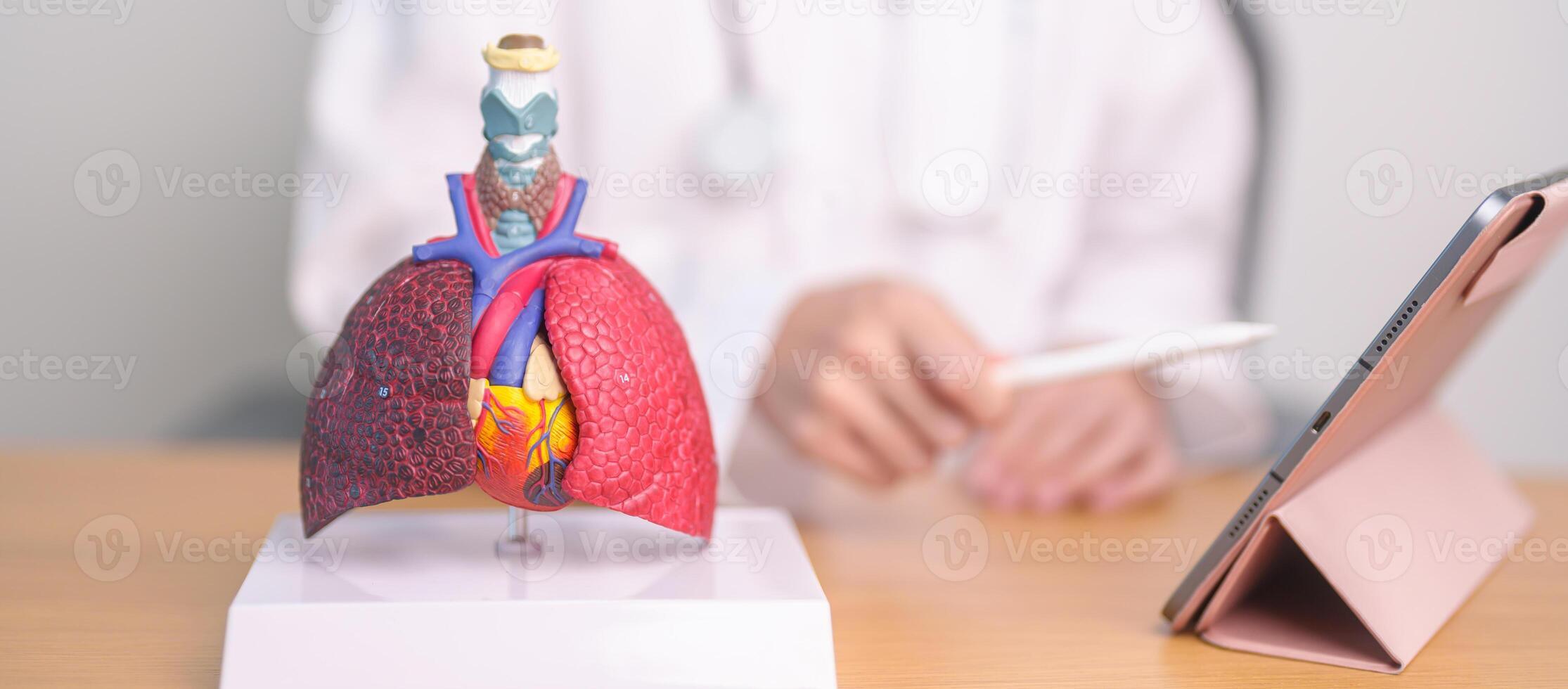 Doctor with Respiratory system anatomy for Diseases. Lung Cancer, Asthma, Chronic Obstructive Pulmonary or COPD, Bronchitis, Emphysema, Cystic Fibrosis, Bronchiectasis, Pneumonia and Pleural Effusion photo