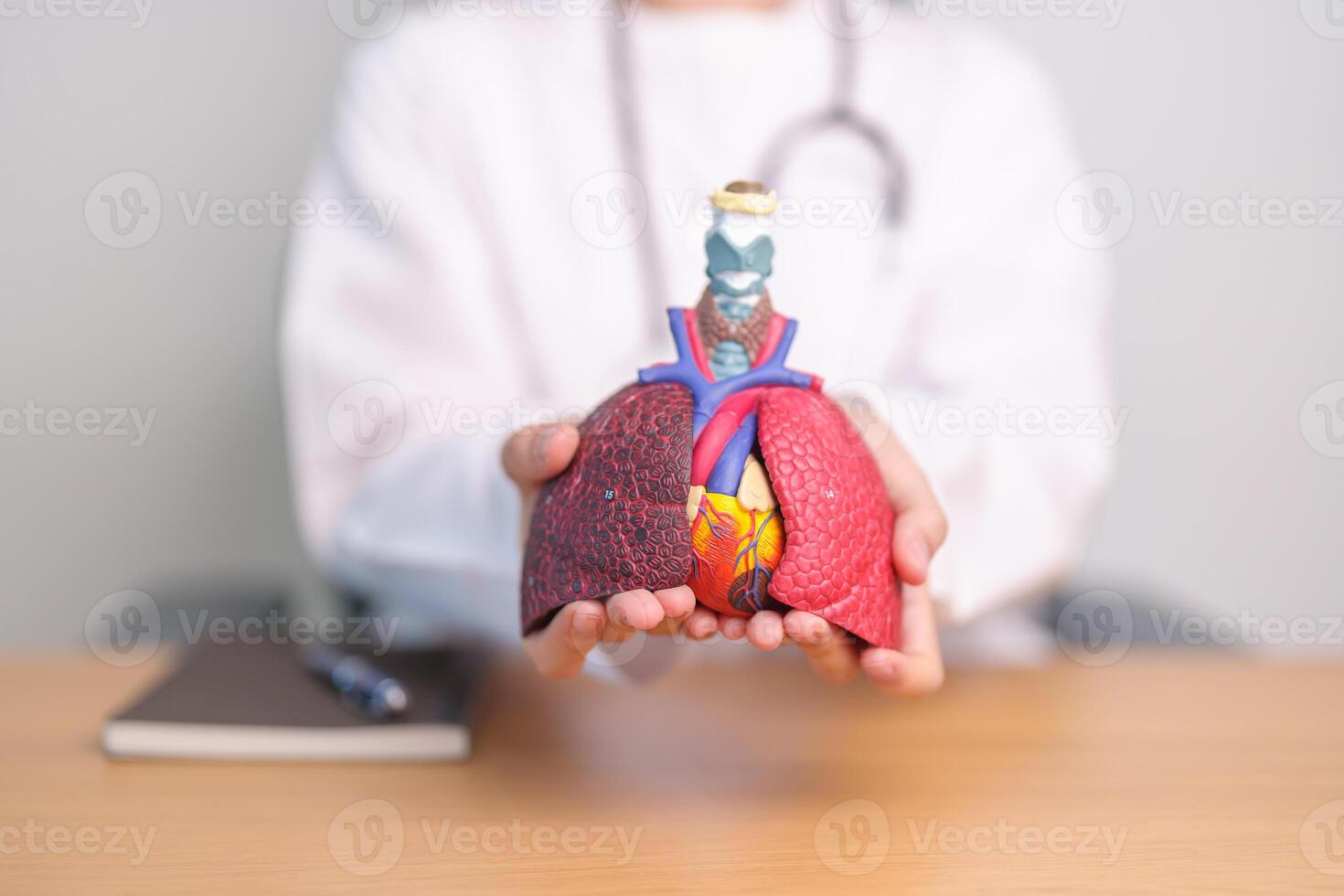 Doctor hold heart Cardiovascular and Respiratory anatomy for Disease. Lung Cancer, Asthma, Chronic Obstructive Pulmonary or COPD, Bronchitis, Emphysema, Cystic Fibrosis, Bronchiectasis, Pneumonia photo