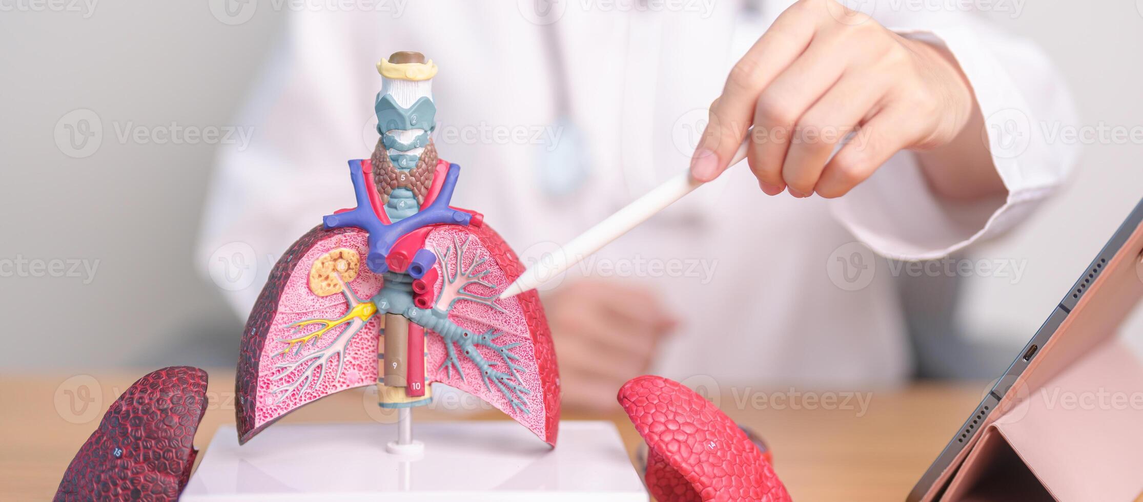 Doctor with Smoker and normal Lung anatomy for Disease. Lung Cancer, Asthma, Chronic Obstructive Pulmonary or COPD, Bronchitis, Emphysema, Cystic Fibrosis, Bronchiectasis, Pneumonia and world Lung day photo