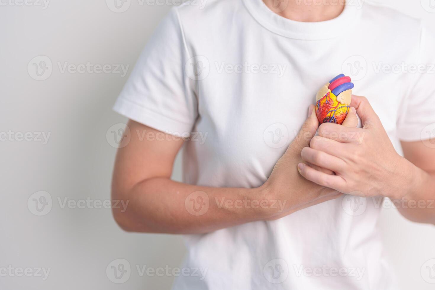 Woman holding human Heart model. Cardiovascular Diseases, Atherosclerosis, Hypertensive Heart, Valvular Heart, Aortopulmonary window, world Heart day and health concept photo