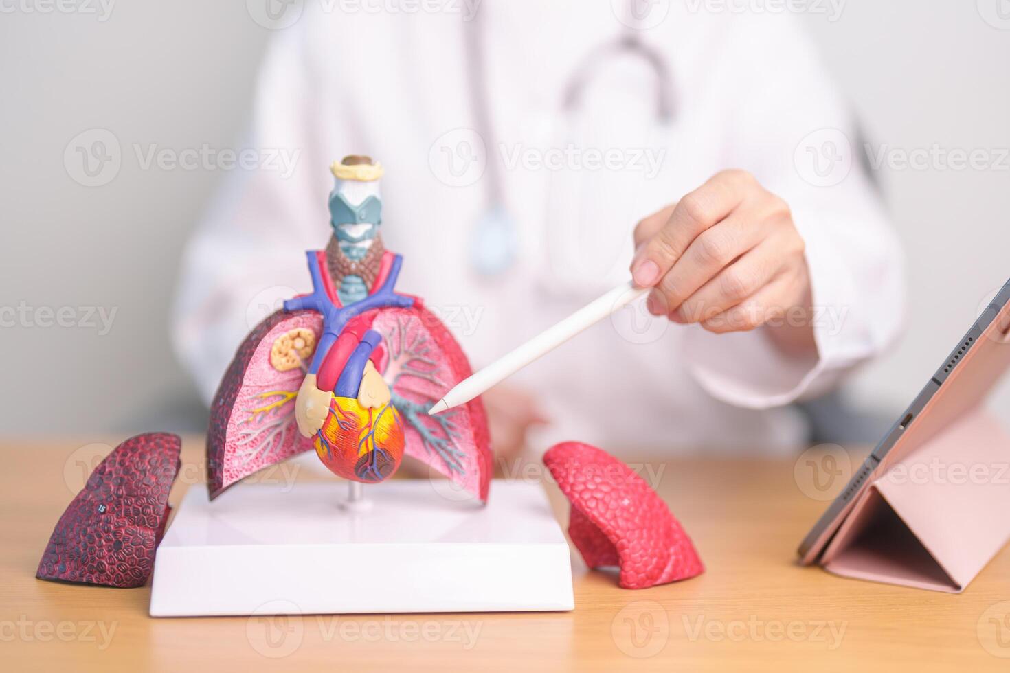 Doctor point Lung anatomy for Disease. Lung Cancer, Asthma, Chronic Obstructive Pulmonary or COPD, Bronchitis, Emphysema, Cystic Fibrosis, Bronchiectasis, Pneumonia and September world Lung day photo