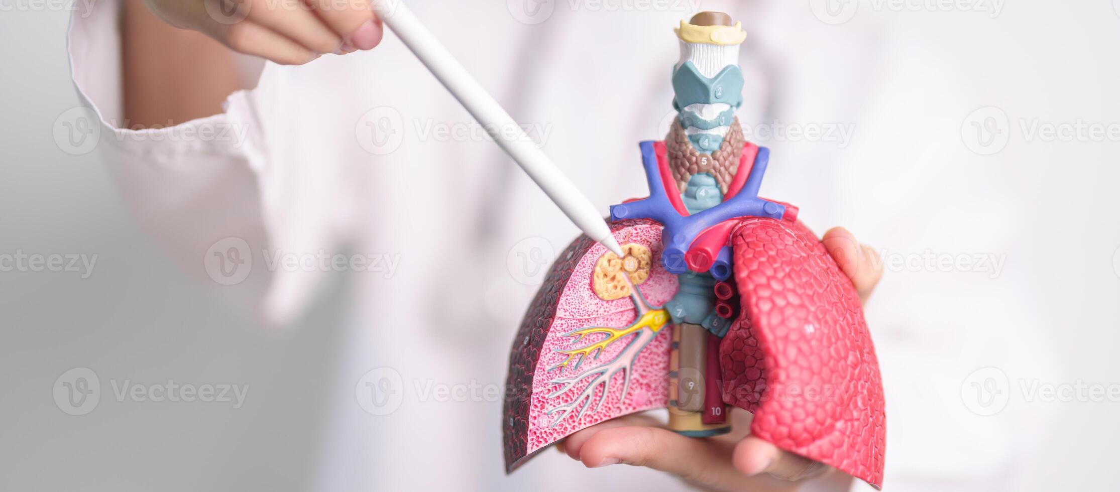 Doctor with Smoker and normal Lung anatomy for Disease. Lung Cancer, Asthma, Chronic Obstructive Pulmonary or COPD, Bronchitis, Emphysema, Cystic Fibrosis, Bronchiectasis, Pneumonia and world Lung day photo