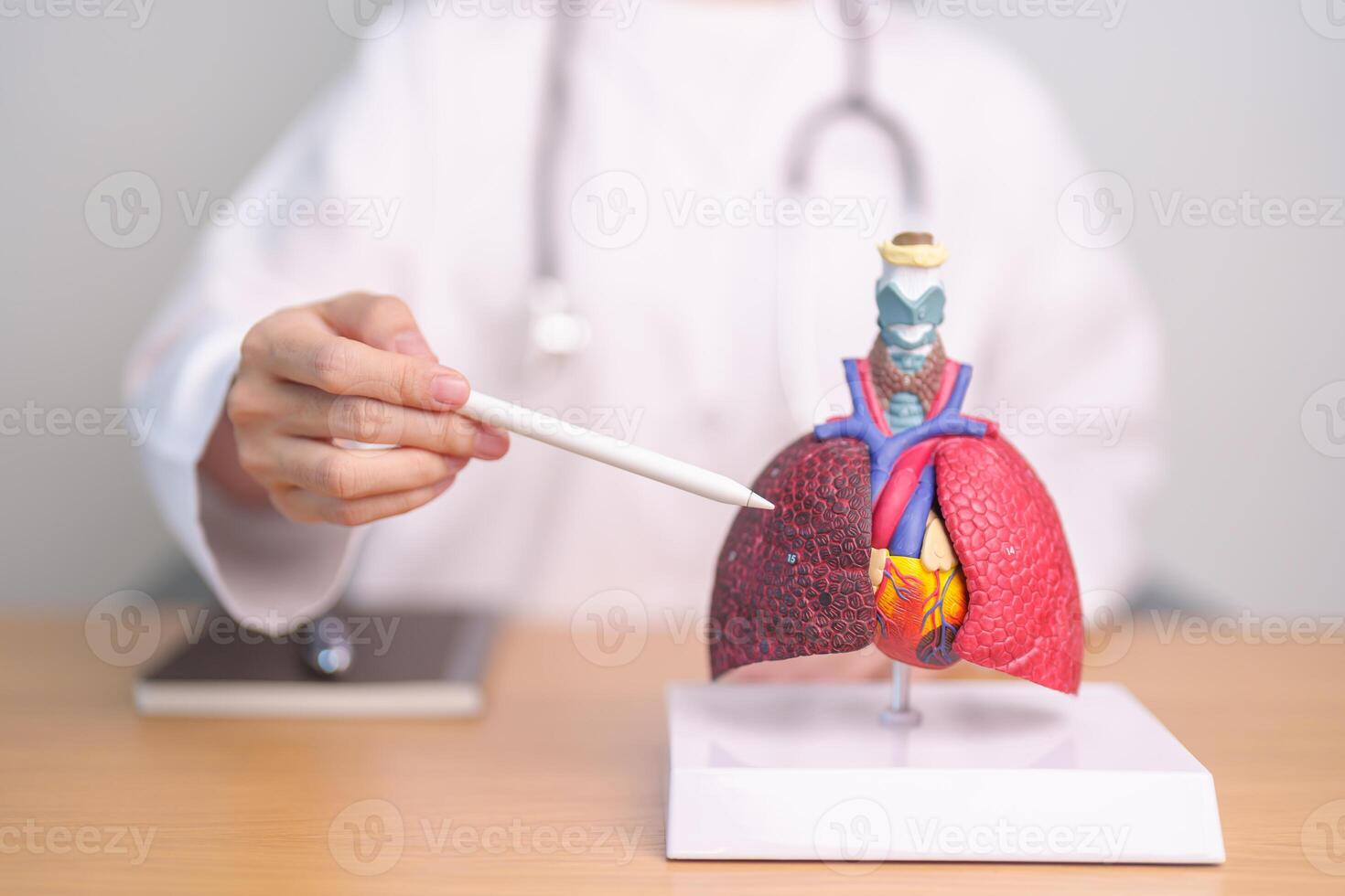 Doctor point Smoker Lung anatomy for Disease. Lung Cancer, Asthma, Chronic Obstructive Pulmonary or COPD, Bronchitis, Emphysema, Cystic Fibrosis, Bronchiectasis, Pneumonia and September world Lung day photo