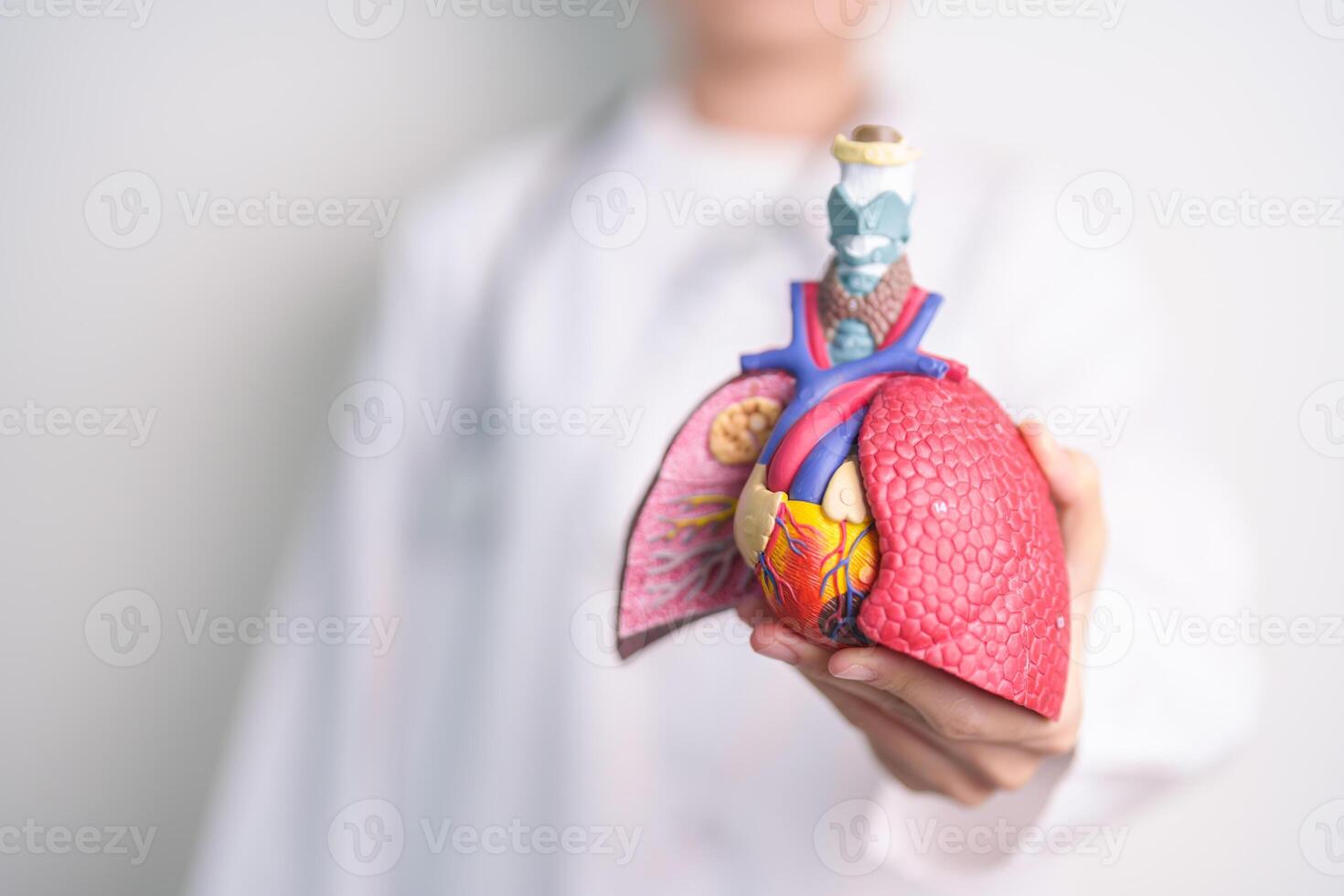 Doctor with Respiratory system anatomy for Diseases. Lung Cancer, Asthma, Chronic Obstructive Pulmonary or COPD, Bronchitis, Emphysema, Cystic Fibrosis, Bronchiectasis, Pneumonia and Pleural Effusion photo