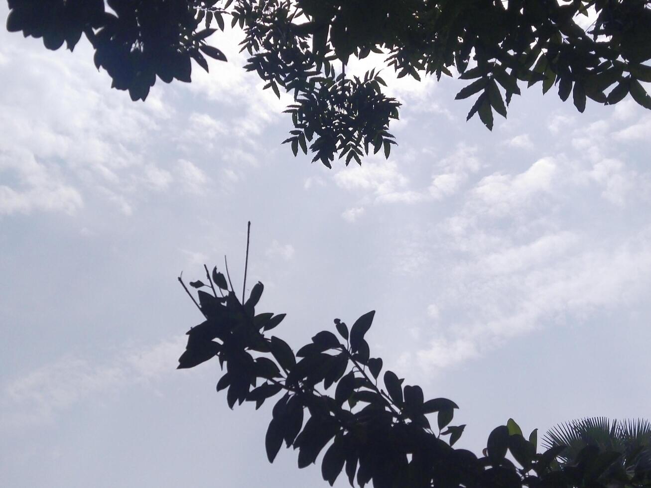 Twigs of willow tree on the background of light blue sky. Warm summer photo