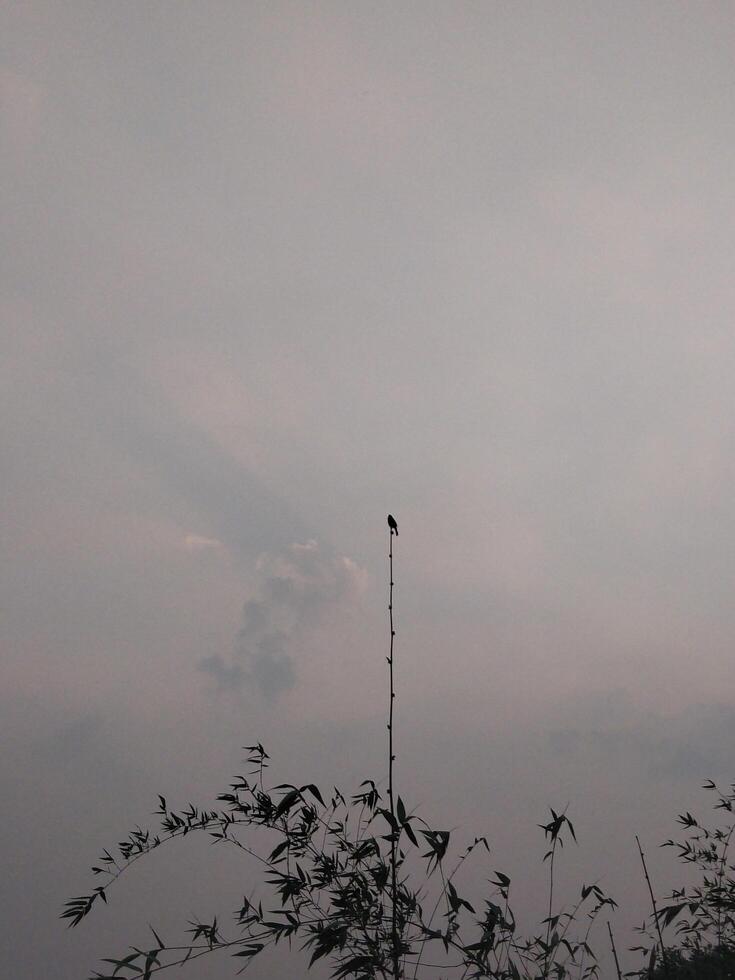 A bird sitting at a tree top in the evening photo