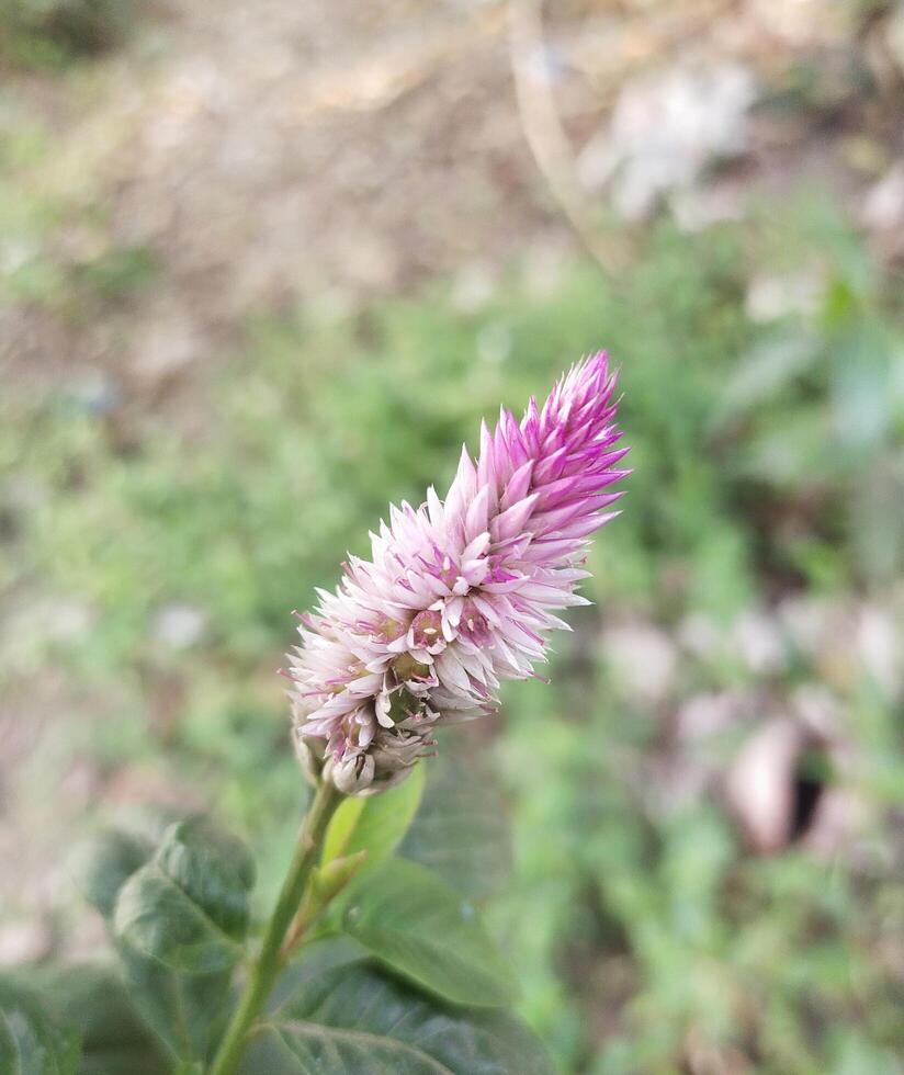 celosia flor cuales es antera comúnmente conocido como flores de lana y peinetas foto