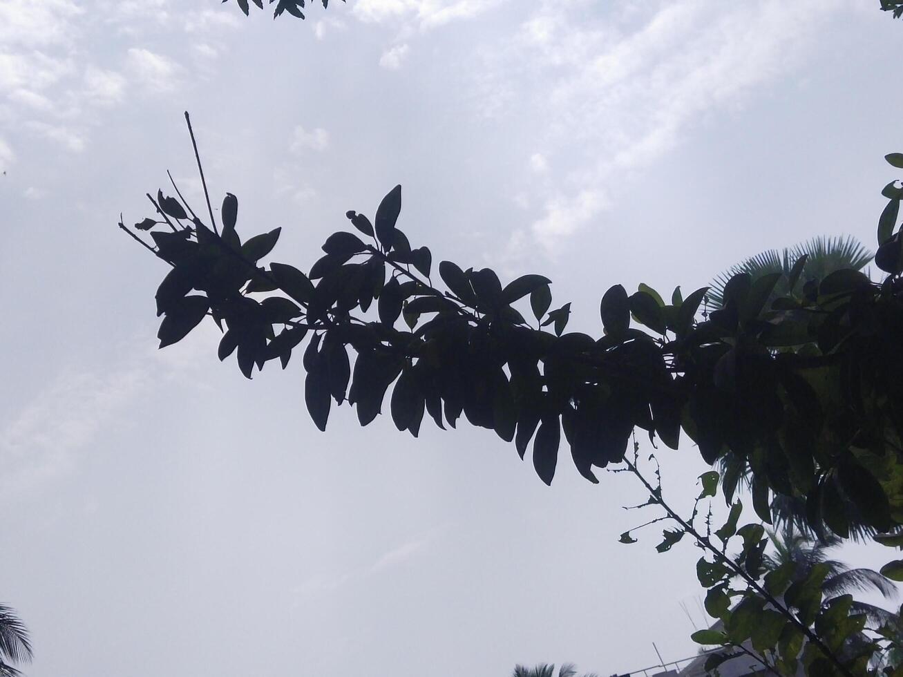 Twigs of willow tree on the background of light blue sky. Warm summer photo