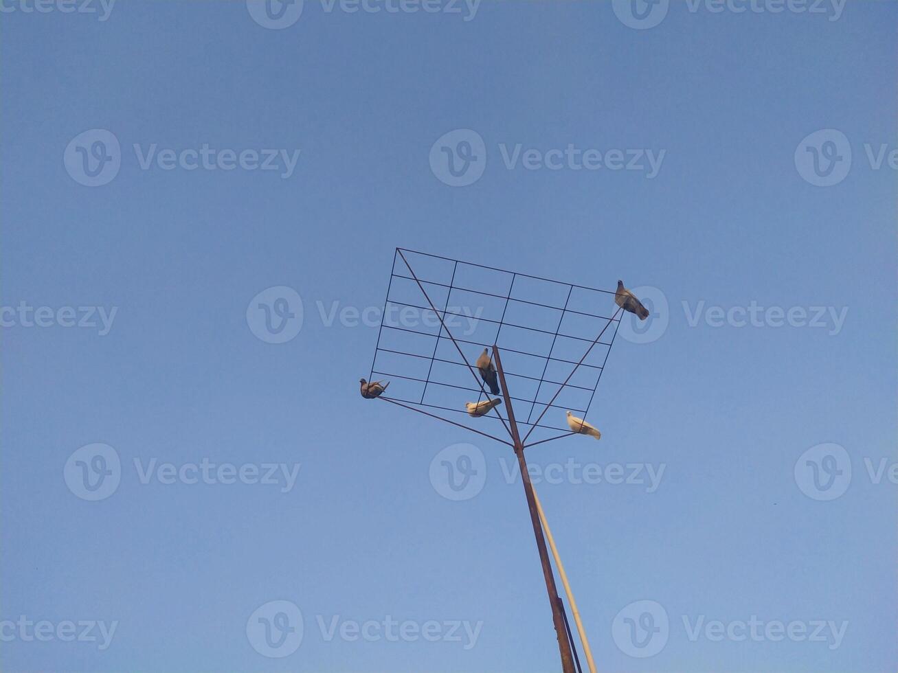 Birds perched on a pole on the sky background. photo