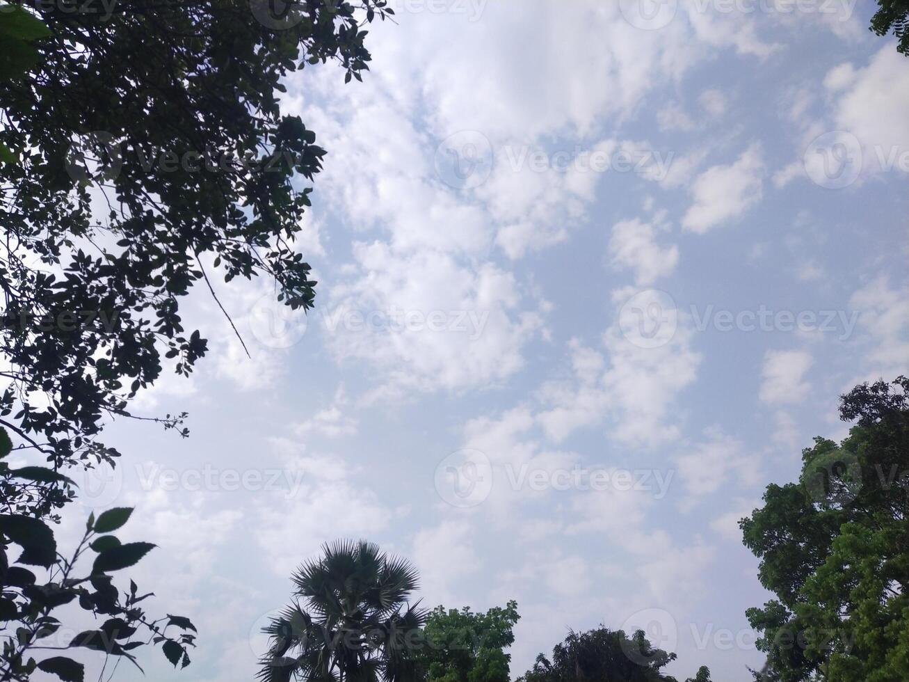 Trees with blue sky and white clouds for background. Summer holiday concept. photo