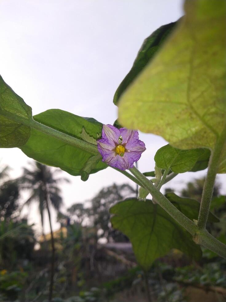 Blooming Eggplant flower in the morning photo