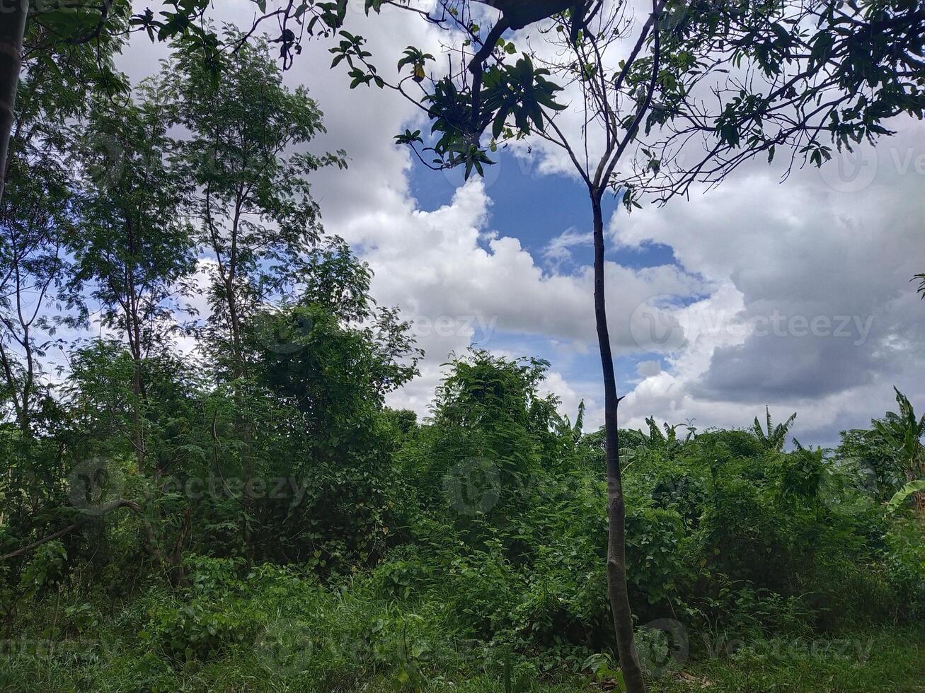 Trees with blue sky and white clouds photo