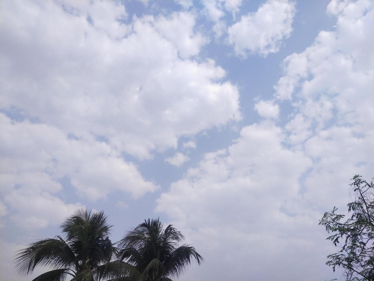 Trees against blue sky covered with white clouds. photo