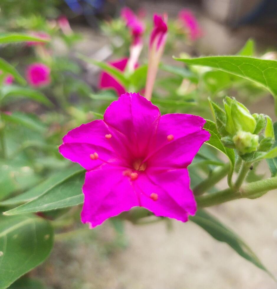 Wild Pink Oshiroibana in Japan. photo