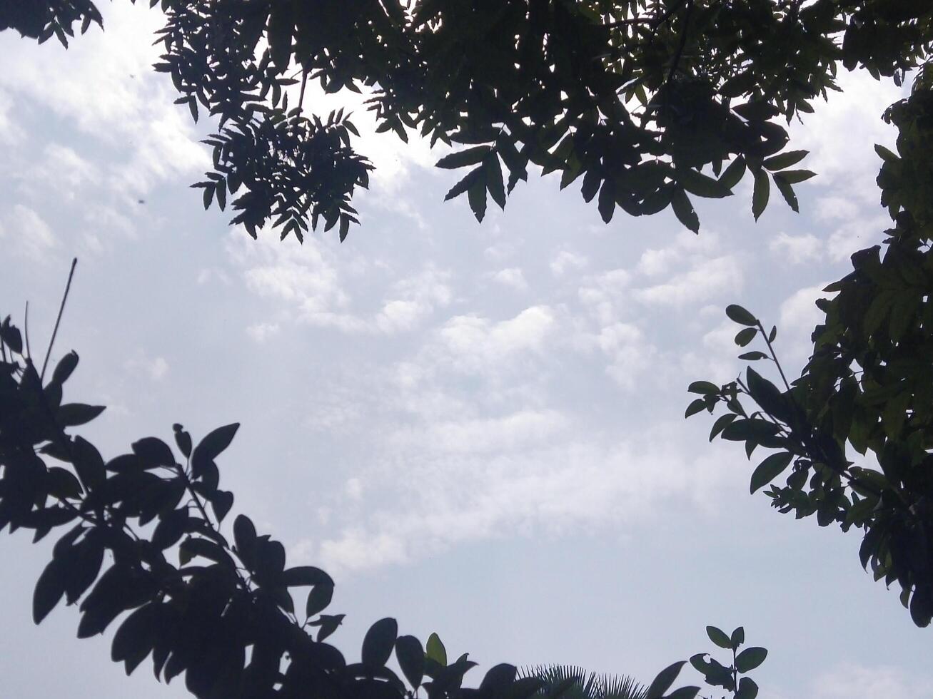 Twigs of willow tree on the background of light blue sky. Warm summer photo