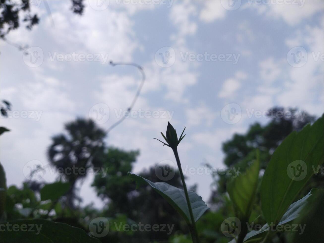 Trees with blue sky and white clouds for background. Summer holiday concept. photo