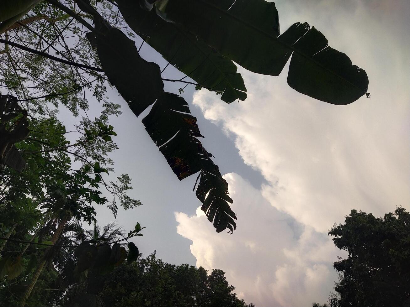 azul cielo con blanco nubes encima el arboles foto