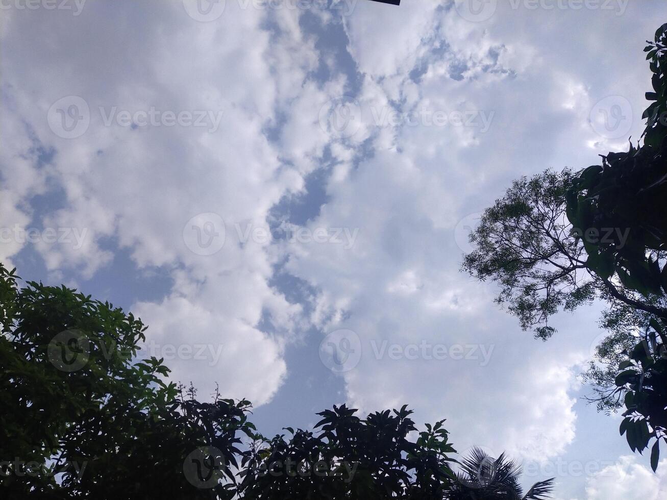 Trees with blue sky and white clouds for background. Summer holiday concept. photo