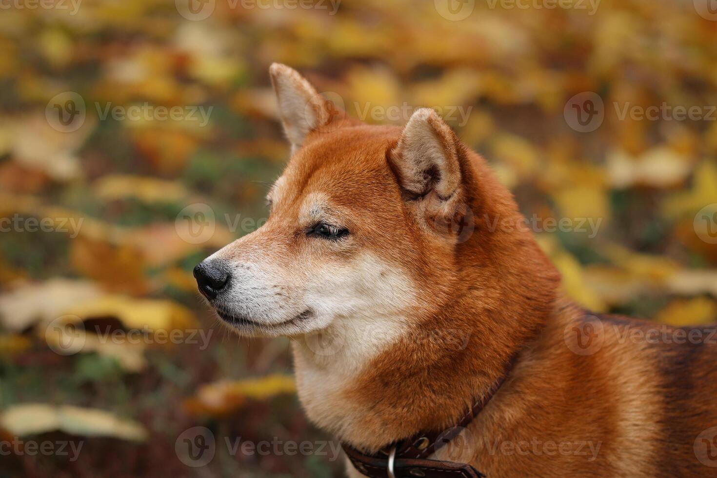 Shiba Inu dog. Portrait of a Japanese Shiba Inu dog in an autumn park photo