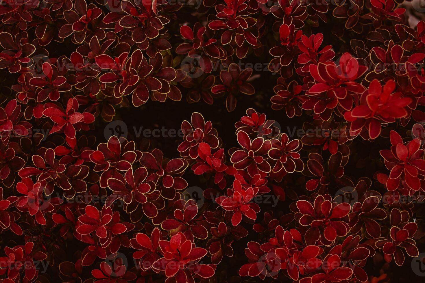 antecedentes planta arbusto con rojo y borgoña flores y hojas. textura rojo hojas antecedentes foto