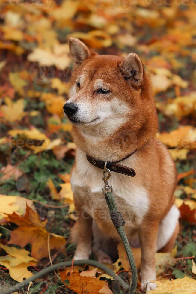 Shiba Inu dog. Portrait of a Japanese Shiba Inu dog in an autumn park photo