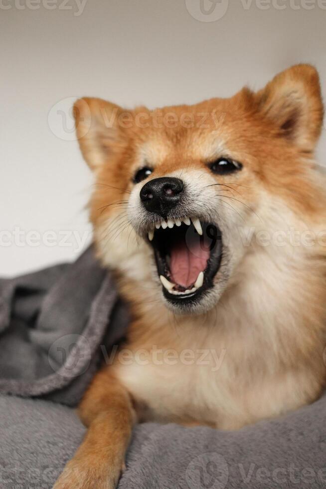Shiba Inu dog is angry. The dog shows its teeth. Cute fluffy dog photo